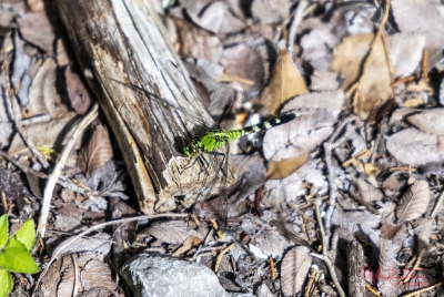 Green Dragonfly March 2026